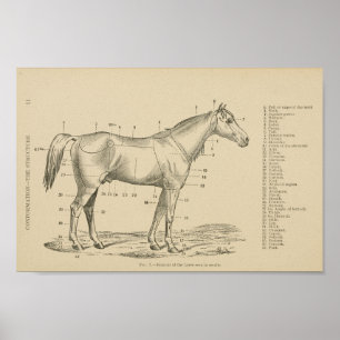 Horse Conformation Points Poster