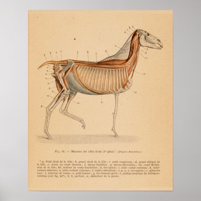 Horse Deep Muscle Anatomy French Vintage Print (Front)