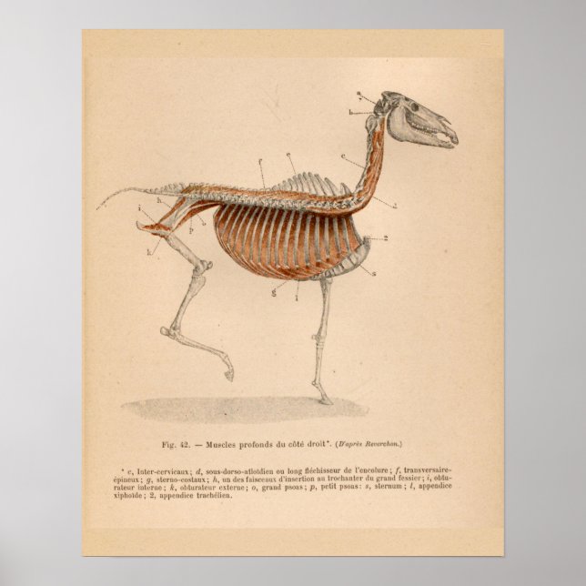 Horse Deep Muscle Anatomy French Vintage Print (Front)