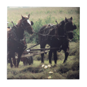 Horse Drawn Equipment Farming Making Hay Tile