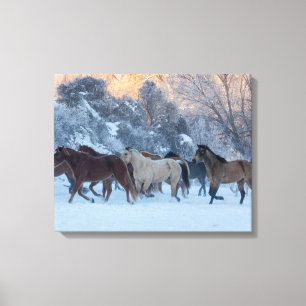 Horse Drive in Winter on Hideout Ranch Canvas Print