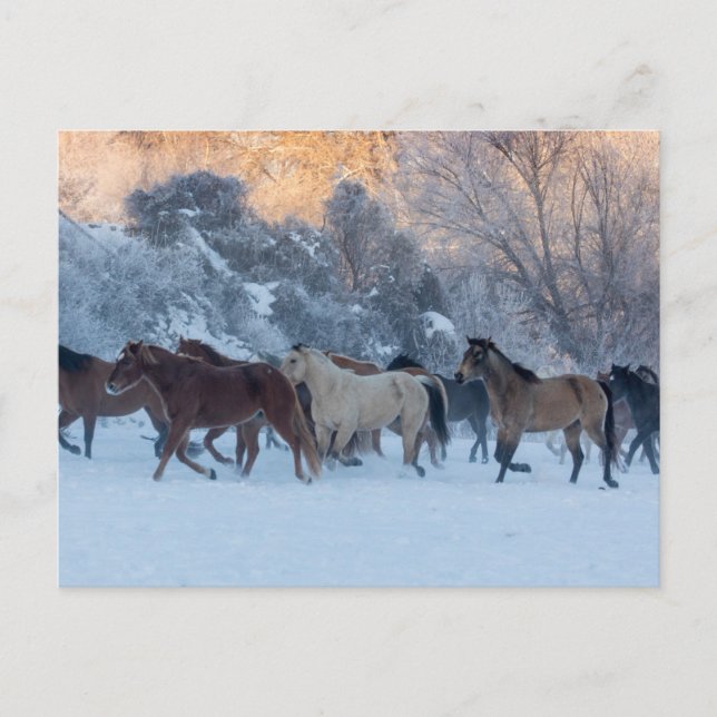 Horse Drive in Winter on Hideout Ranch Postcard (Front)