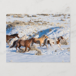 Horse Drive in Winter on Hideout Ranch Postcard