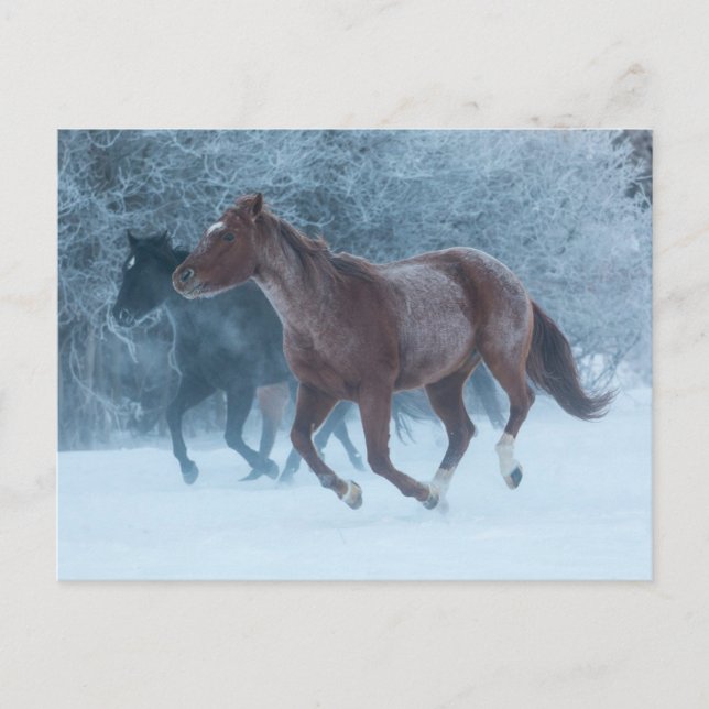Horse Drive Postcard (Front)