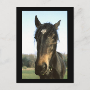 Horse, Dunwich, England - Postcard