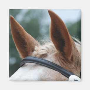 horse ears magnet