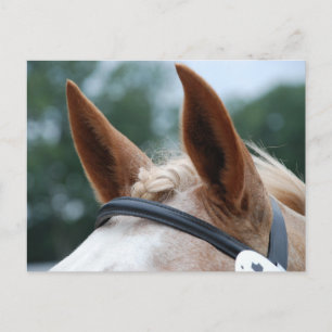 horse ears postcard