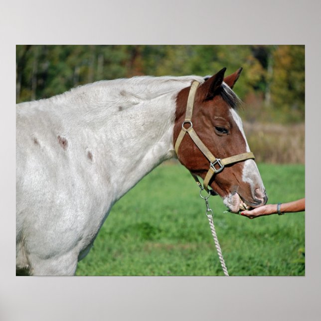 Horse Eating Alfalfa Poster (Front)
