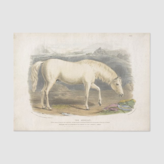 Horse Ephemera Decoupage Vintage Arabian Tissue Paper (Front)