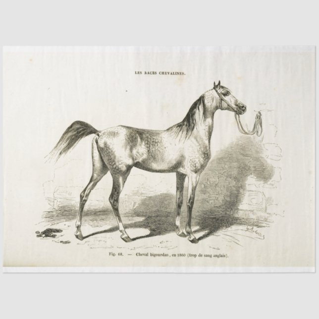 Horse Ephemera Decoupage Vintage French  Tissue Paper (Front)