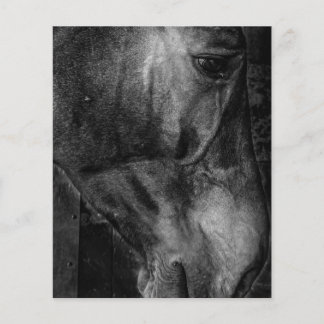 Horse | Equestrian Canvas Flyer