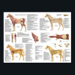 Horse Equine Anatomy Muscles Skeleton Poster<br><div class="desc">Horse anatomy poster shows the muscular system,  circulatory system,  skeletal system and nervous system. 12 vintage illustrations labelled with descriptions. 
Visit our store for more veterinary anatomy posters</div>