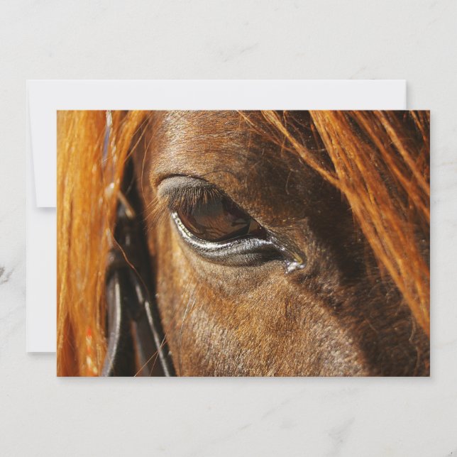Horse eye (Front)