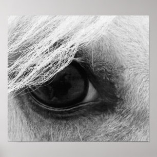 Horse Eye in Black and White Poster