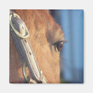 Horse Eye Magnet