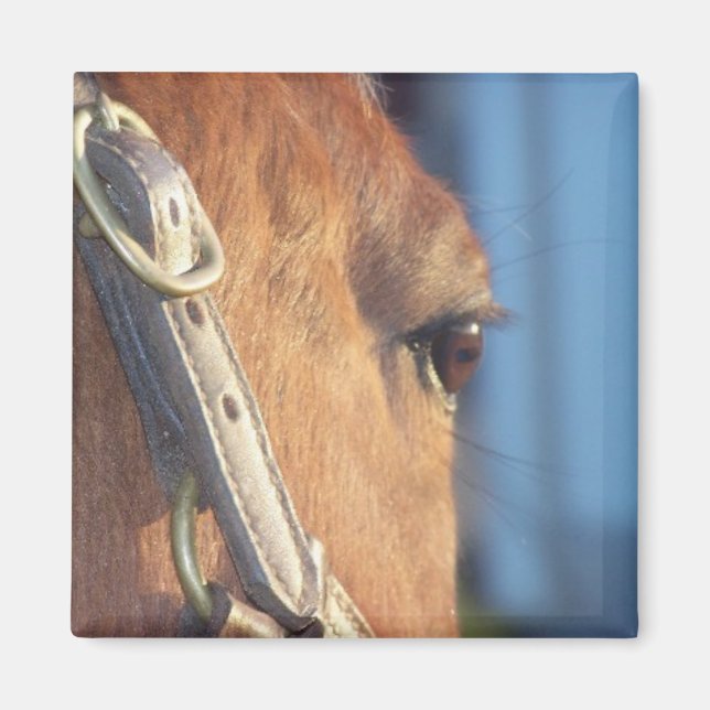 Horse Eye Magnet (Front)