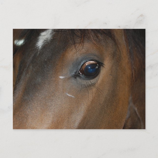 Horse Eye Postcard (Front)