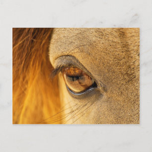 Horse eye postcard
