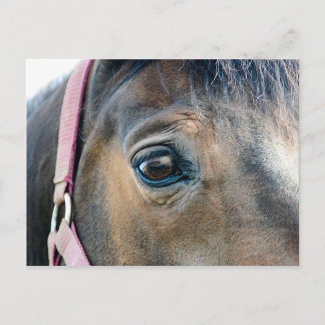 Horse Eye Postcard (Front)