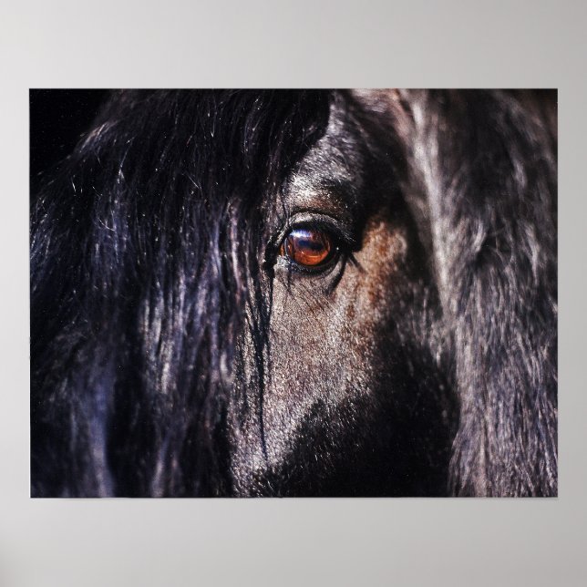 Horse eye poster (Front)