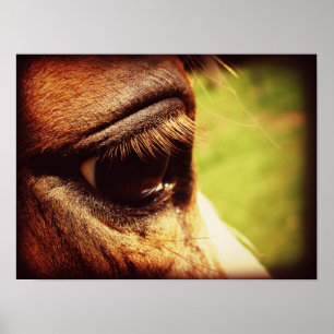 Horse Eye Poster