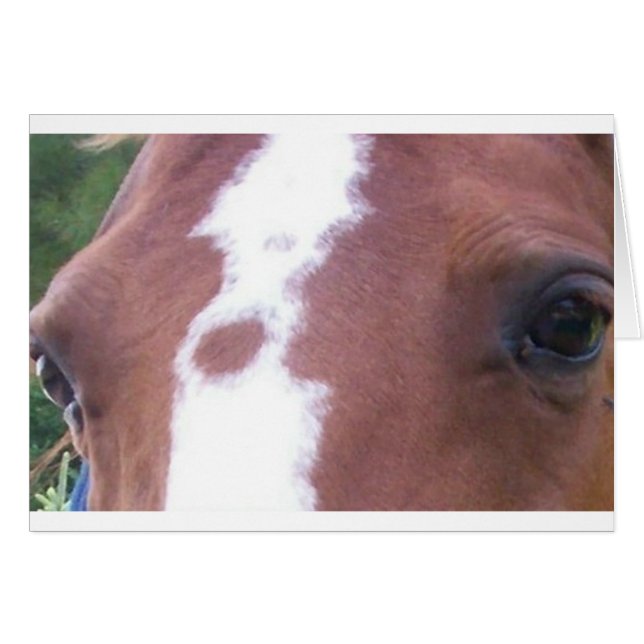 horse eyes (Front Horizontal)