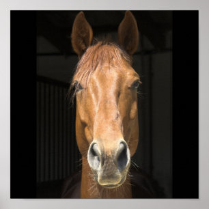 Horse Face Photograph Poster