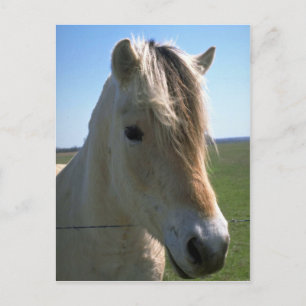 Horse face postcard