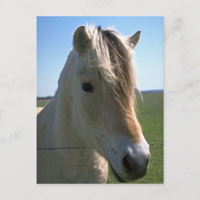 Horse face postcard (Front)