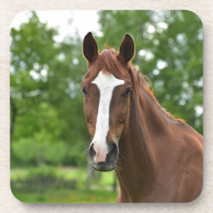 Horse Face With Marking Coaster