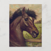 horse farm ranch ride sports western equine pet