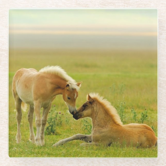 Horse Foals Glass Coaster (Front)