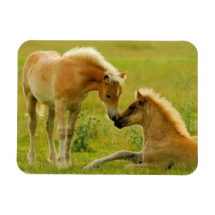 Horse Foals Magnet