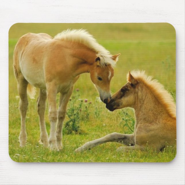 Horse Foals Mouse Mat (Front)
