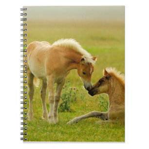 Horse Foals Notebook