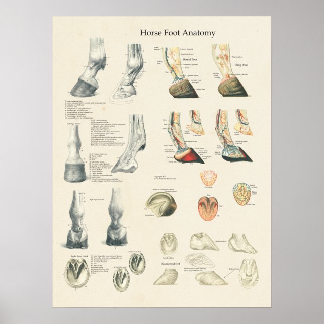 Horse Foot Hoof Leg Anatomy Farrier Chart (Front)