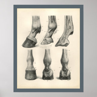 Horse Foot Hoof Veterinary Anatomy Print