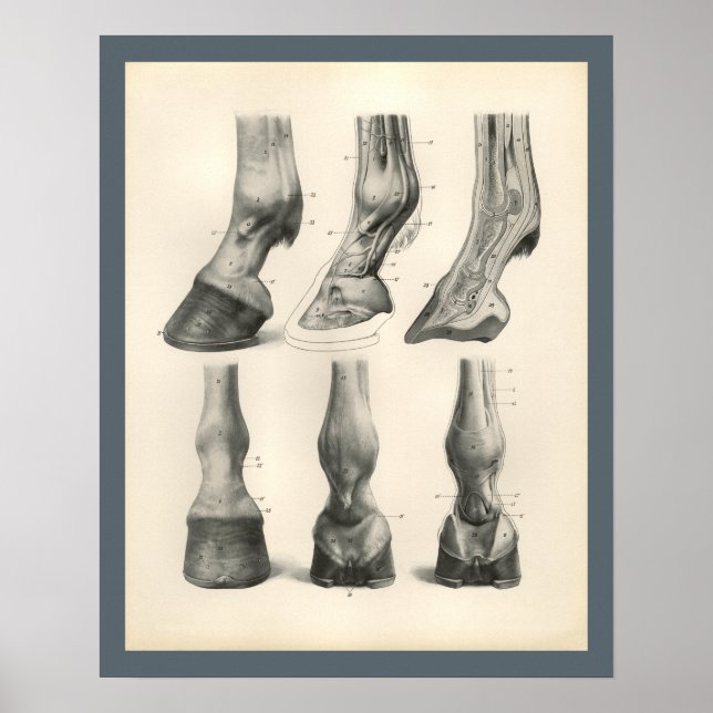 Horse Foot Hoof Veterinary Anatomy Print (Front)