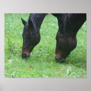 Horse Friends BFF Grazing Animal Poster