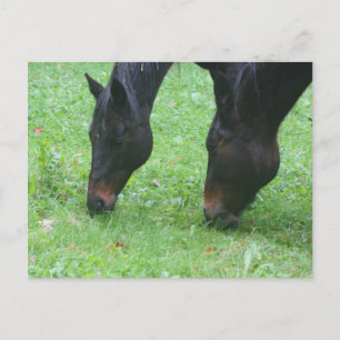 Horse Friends Grazing Animal Postcard