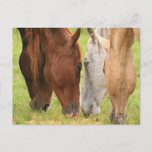 Horse friends postcard (Front)