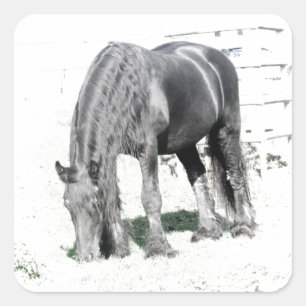 Horse Friesian Stallion Animal Nature Black white Square Sticker