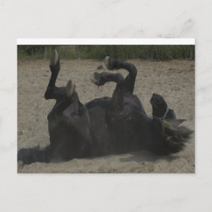 HORSE FROLICKING POSTCARD