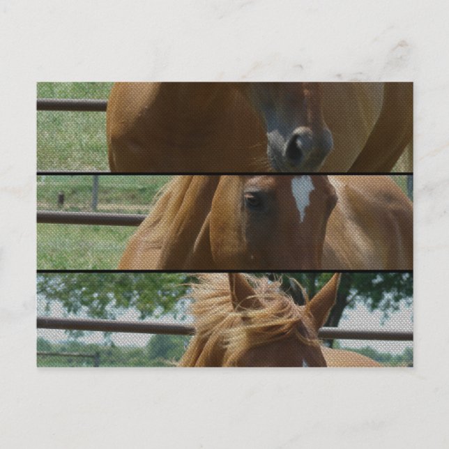 Horse Fun Postcard (Front)