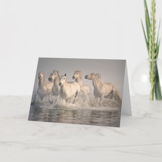Horse Galloping in the Mediterranean Water Card (Front)