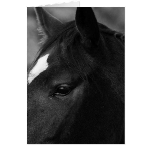 Horse gccnm (Front)