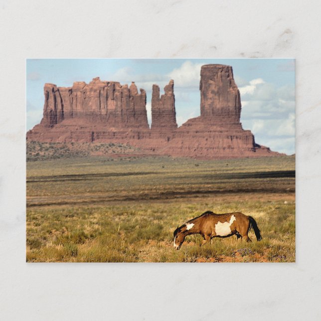 Horse Grazing, Monument Valley, UT Postcard (Front)