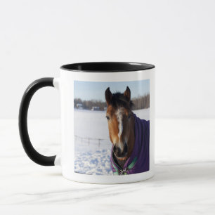 Horse grazing on a snow-covered field on Ekero Mug