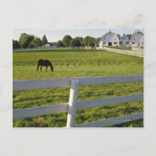 Horse grazing on farm postcard