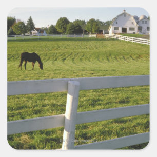 Horse grazing on farm square sticker